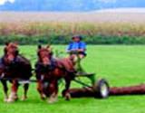 A photo of a horse pulling a log at the PA Energy Festival