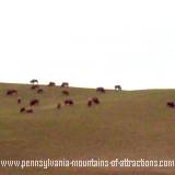 A herd of bison grazing at the Bison Corral