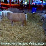 DelGrosso Parks Harvestfest Petting Zoo