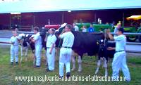 photo of livestock being shown at the Cambria County Fair